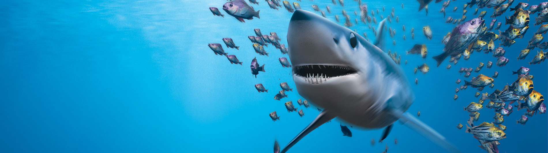 shark swimming with fish in ocean